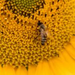 A bee is on a sunflower with yellow petals