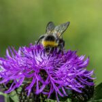 A bee is sitting on top of a purple flower