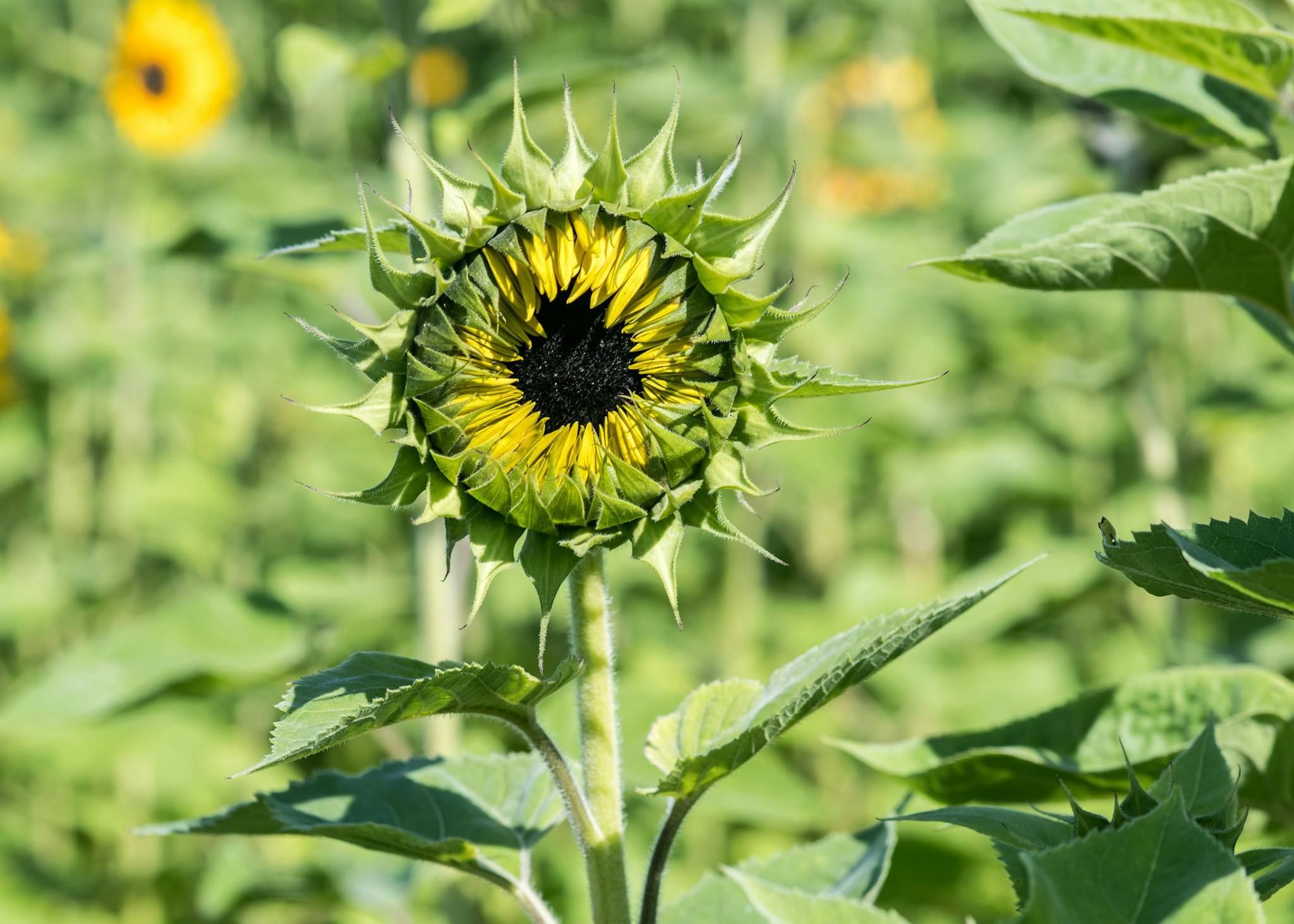 Sonnenblume