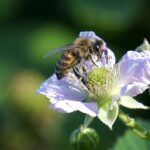                                Bee on flower