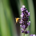 Yellow Bee on Purple Flowers